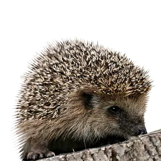 😒 erizo, animal, fauna, naturaleza, mamífero, puntiagudo telegram sticker