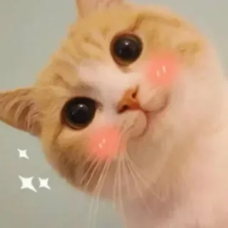 😂 猫, かわいい, 動物, ペット, 子猫, 飼い猫 whatsapp sticker