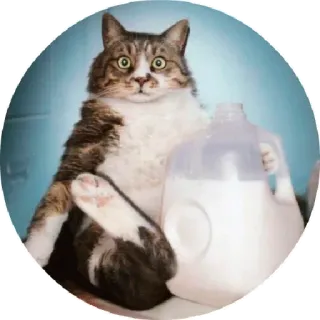 😒 chat, lait, mignon, animal, animal de compagnie telegram sticker