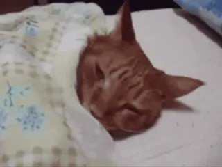 💤 gato, durmiendo, manta, animal, gato doméstico, mascota, cómodo telegram sticker