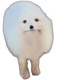 ⛄ dog, animal, cute, fluffy, white telegram sticker