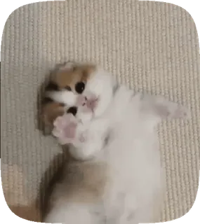 🥺 gato, gatito, lindo, animal, mascota, doméstico, scottish fold whatsapp sticker