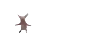 🕺 telegram sticker