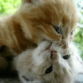 🐈 새끼 고양이, 고양이, 동물, 애완 동물, 귀여운, 사랑스러운 telegram sticker