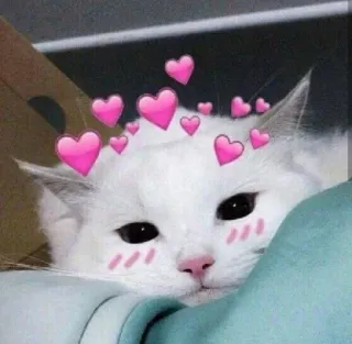 ❤️ kucing, hati, imut, hewan peliharaan, hewan, cinta telegram sticker