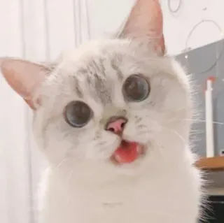 😋 gatto, animale, carino, animale domestico, felino, gatto domestico, mammifero telegram sticker