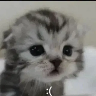 😿 :( mèo buồn, mèo con, động vật, thú cưng, dễ thương, buồn bã telegram sticker