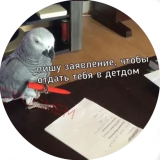 😗 пишу заявление, чтобы отдать тебя в детдом papegaai, schrijven, bureau, kantoor, huisdier telegram sticker