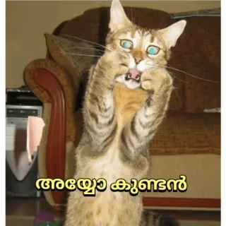 😂 അയ്യോ കുണ്ടൻ cat, funny, animal telegram sticker