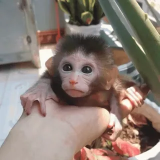 🥺 macaco, animal, fofo, animal de estimação, mamífero, primata telegram sticker
