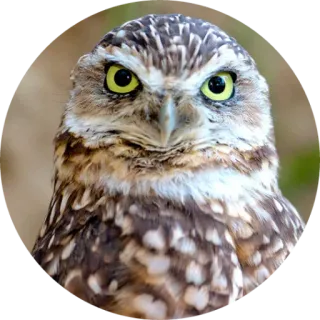 🦉 coruja, pássaro, natureza, animal, vida selvagem telegram sticker