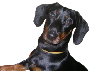 😎 собака, милый, животное, питомец, щенок whatsapp sticker