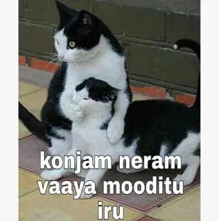 🤭 konjam neram vaaya mooditu iru gatos, animais, humor, meme telegram sticker