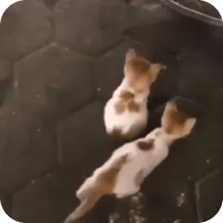 🐈 mèo, động vật, thú cưng, mèo con, dễ thương telegram sticker