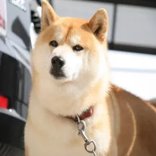 😡 chien, shiba inu, animal de compagnie, animal, compagnon, mignon, domestique whatsapp sticker