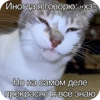 🐱 Иногда я говорю: «ХЗ» Но на самом деле прекрасно я всё знаю telegram sticker