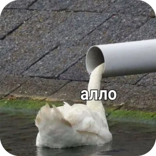 🫥 алло duck, goose, pipe, hello, phone, funny, meme, bird telegram sticker