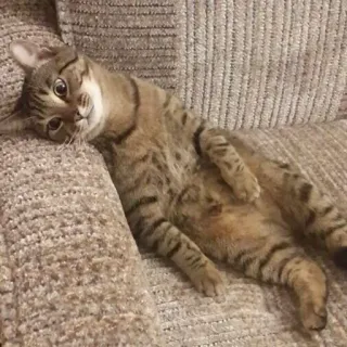 😐 chat, animal, animal de compagnie, chat domestique, mammifère, chat tigré, félin telegram sticker
