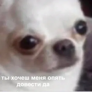 ☹️ ты хочешь меня опять довести да pies, chihuahua, rosyjski, mem, zwierzę domowe, zwierzę telegram sticker