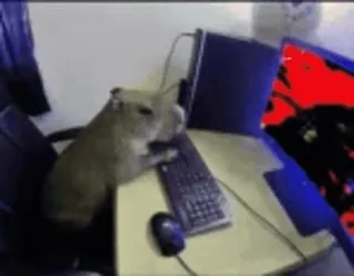 🖥 capivara, animal, computador, roedor, digitando, internet, engraçado telegram sticker