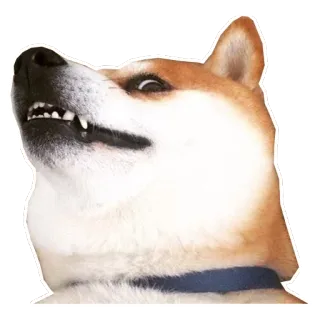 😕 собака, сиба ину, животное, питомец, стикер telegram sticker
