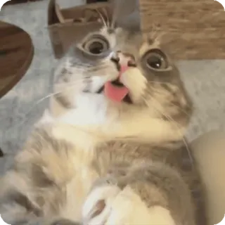 😜 telegram sticker