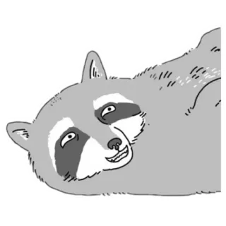 🙋‍♂ guaxinim, animal, cinza, vida selvagem telegram sticker