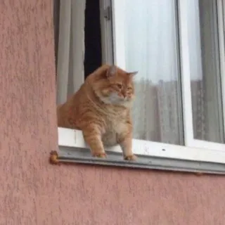 😾 猫, 窓, 茶トラ猫, 動物, ペット telegram sticker