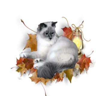 🍂 kucing, musim gugur, daun, lentera, hewan peliharaan, binatang, musim gugur, nyaman telegram sticker