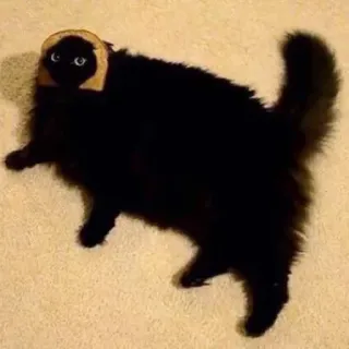 🍞 猫, パン, 動物, ペット, 面白い, ミーム, 黒猫 telegram sticker
