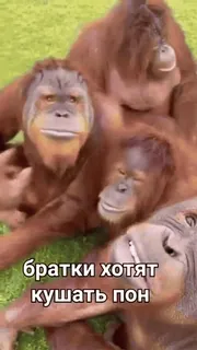 🐒 братки хотят кушать пон 오랑우탄, 원숭이, 동물, 자연, 형제, 음식, 재미 whatsapp sticker