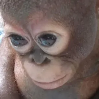 🫤 orangutan telegram sticker