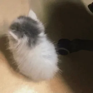 🕯 kitten, cat, animal, pet, cute, fluffy whatsapp sticker