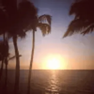 🤩 sunset, beach, palm trees, ocean, tropical, nature, seascape, landscape, evening, summer telegram sticker