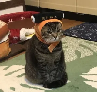 🙄 志方巻 кот, суши, костюм, животное, питомец, смешной, шляпа telegram sticker