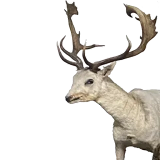 👀 cerf, animal, faune, bois, mammifère, nature whatsapp sticker