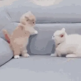 ✨ gatos, gatinhos, animais, animais de estimação, fofo, animais domésticos telegram sticker