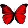 🦋
