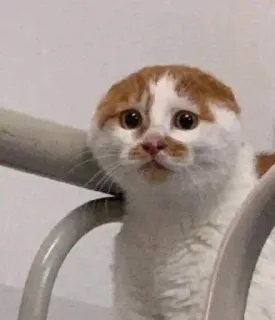 🤨 cat, kitten, animal, cute, pet, scottish fold telegram sticker