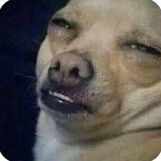 😑 dog, funny, meme, expression, smug telegram sticker