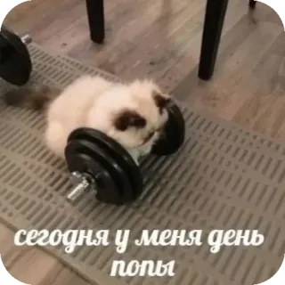 🐱 сегодня у меня день попы 猫, 哑铃, 搞笑, 健身房, 锻炼, 可爱 whatsapp sticker