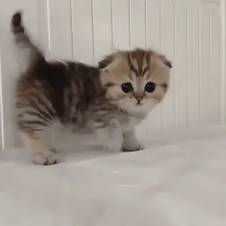 👀 котёнок, кот, милый, питомец, животное, кошачий whatsapp sticker