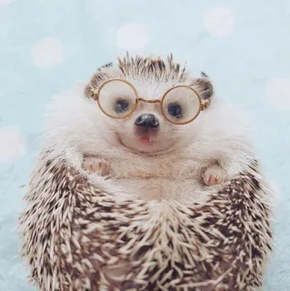 🦔 egel, bril, dier, schattig, huisdier telegram sticker