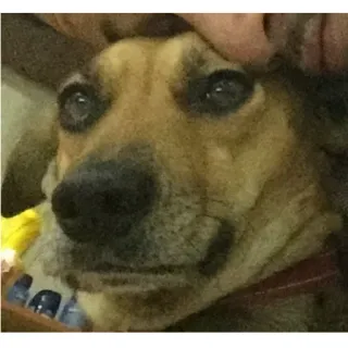 😟 pies, zwierzę domowe, zwierzę, słodki, portret telegram sticker