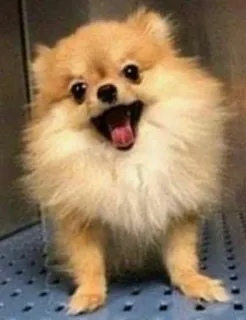 😁 perro, pomerania, lindo, animal, mascota, cachorro telegram sticker