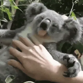 🤤 coala, animal, fofo, mão, natureza, vida selvagem whatsapp sticker