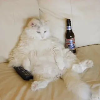 🐱 Bud Light kucing, bir, Bud Light, hewan, remote, kucing domestik telegram sticker