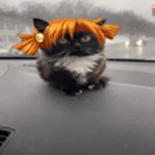 🐱