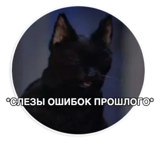 😿 *СЛЕЗЫ ОШИБОК ПРОШЛОГО* cat, meme, black cat, animal, crying, russian telegram sticker
