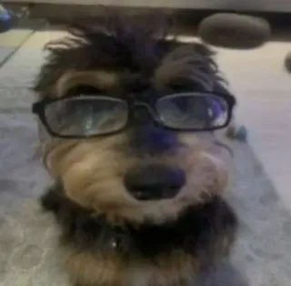 🥸 chien, lunettes, animal de compagnie, animal, portrait, mignon, drôle telegram sticker